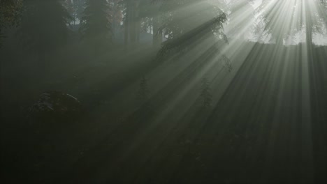Bosque-En-La-Niebla-De-La-Mañana-De-Otoño